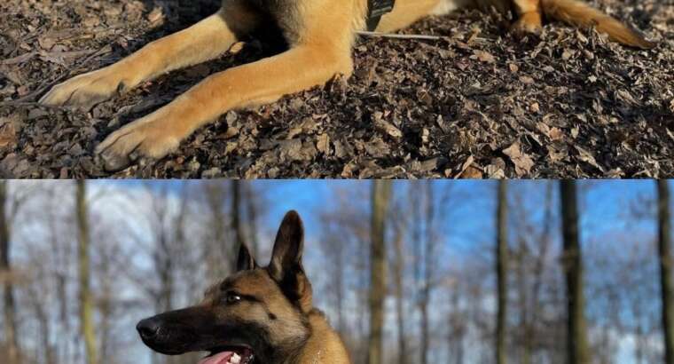 K9 obuka